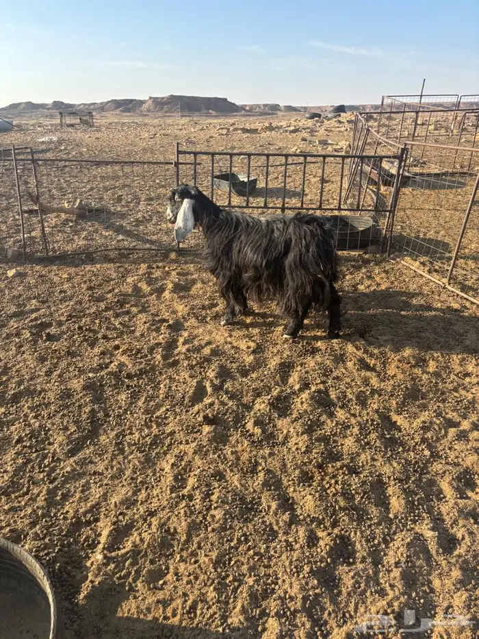 عنزين مواليد 4