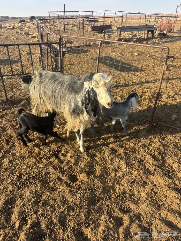 عنزين مواليد 5