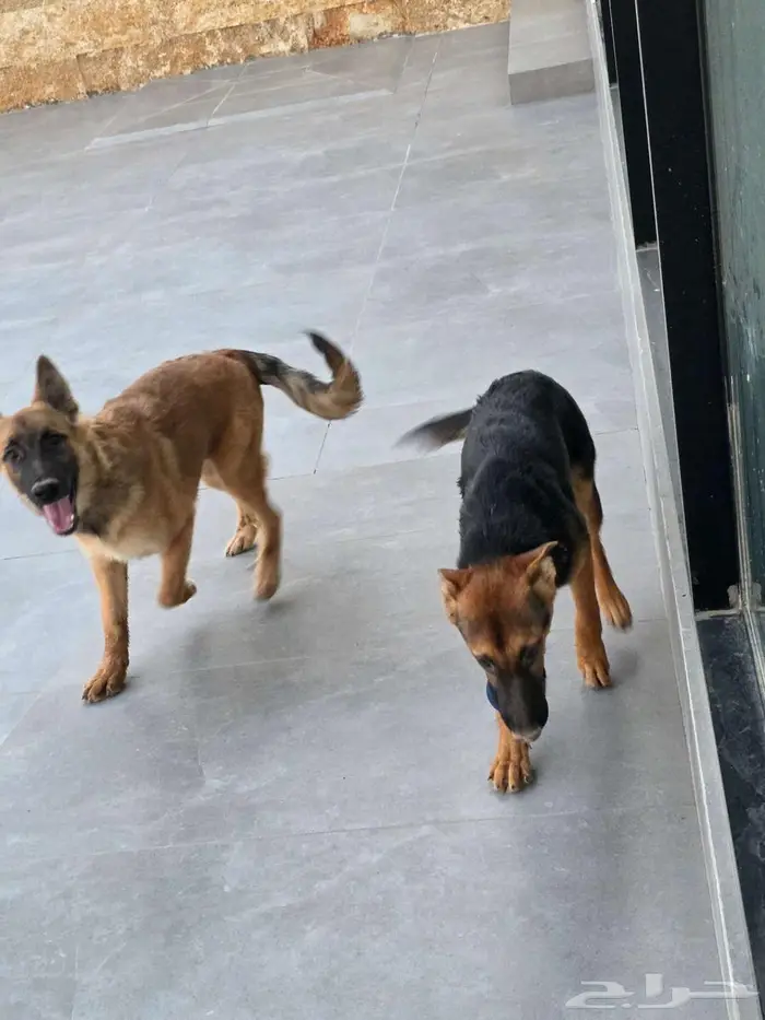 كلاب اليفة حراسة جيرمن مطعمة ومحصنة العمر 5 اشهر 3