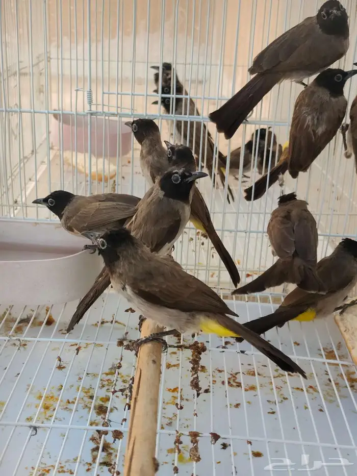 بلابل بلبل بلبول سوري الاحساء 0