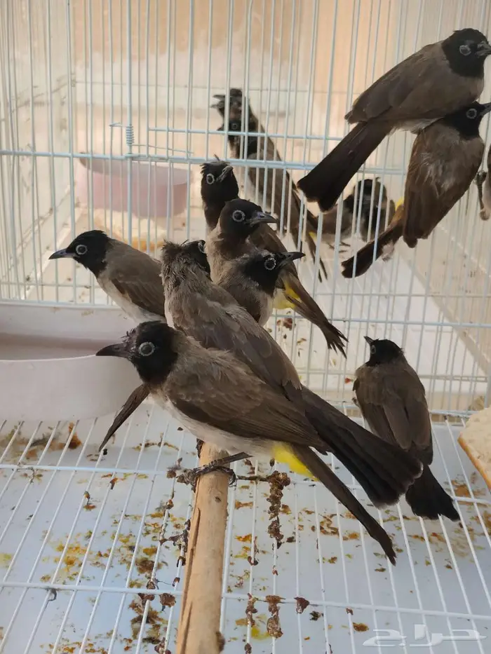 بلابل بلبل بلبول سوري الاحساء 1