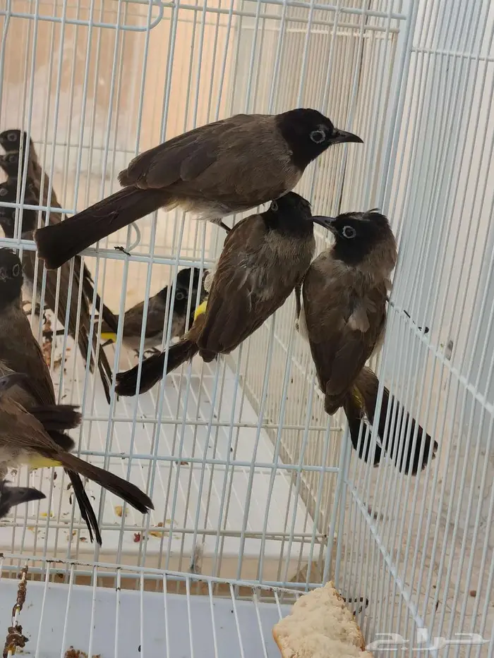 بلابل بلبل بلبول سوري الاحساء 2