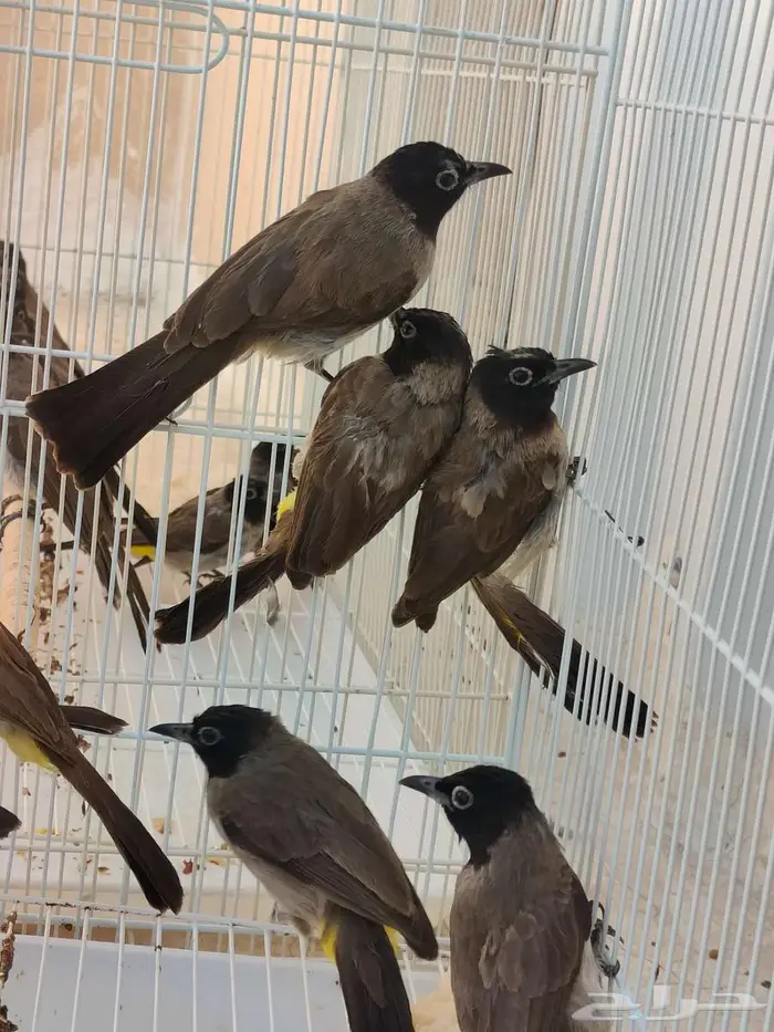 بلابل بلبل بلبول سوري الاحساء 3