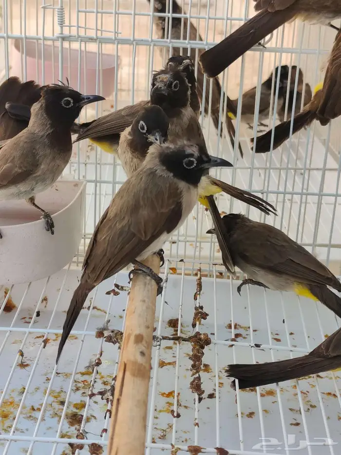 بلابل بلبل بلبول سوري الاحساء 4