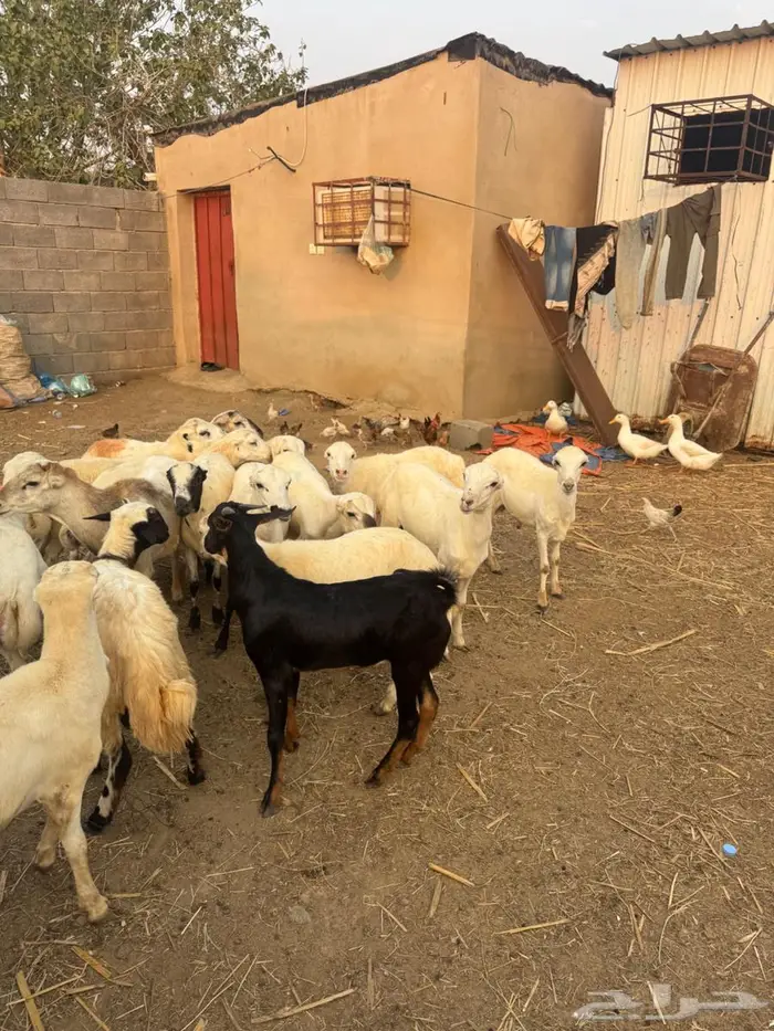 خرفان بلدي ذبايح 7