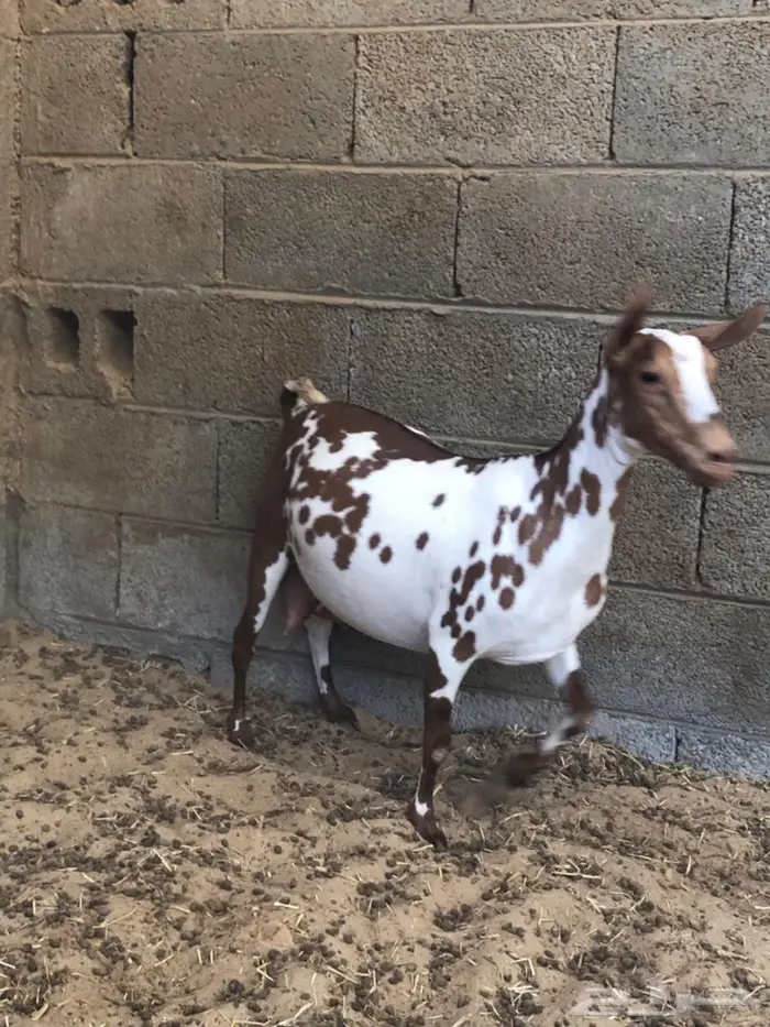 عنز عمانيه خصم الخصم قريب الولادة الاحساء 0