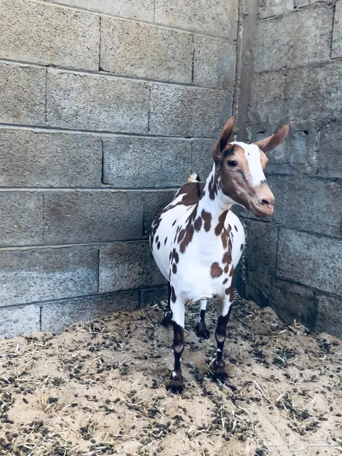 عنز عمانيه خصم الخصم قريب الولادة الاحساء 2