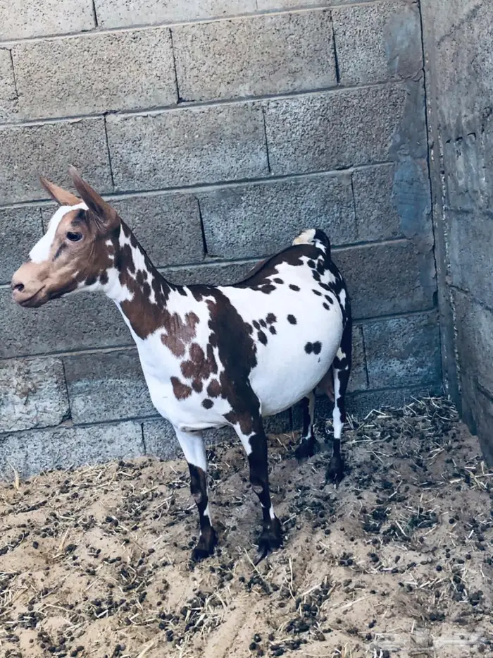 عنز عمانيه خصم الخصم قريب الولادة الاحساء 3