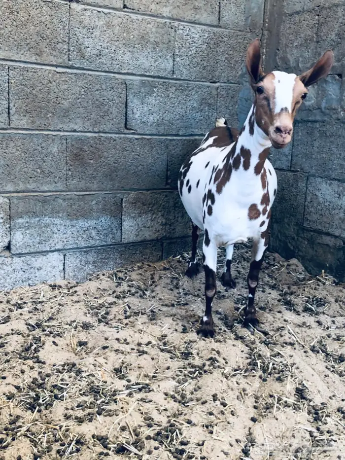 عنز عمانيه خصم الخصم قريب الولادة الاحساء 4