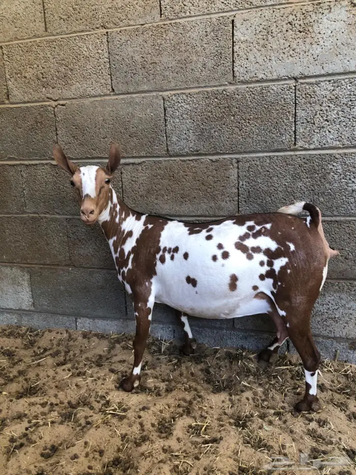 عنز عمانيه خصم الخصم قريب الولادة الاحساء 6