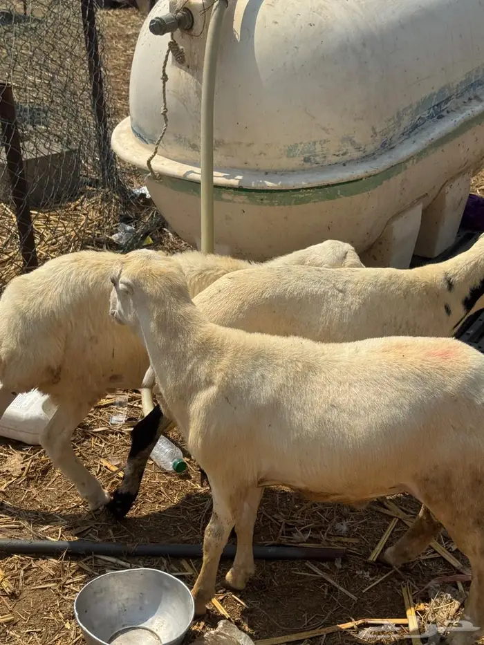 خرفان بلدي ذبايح 5