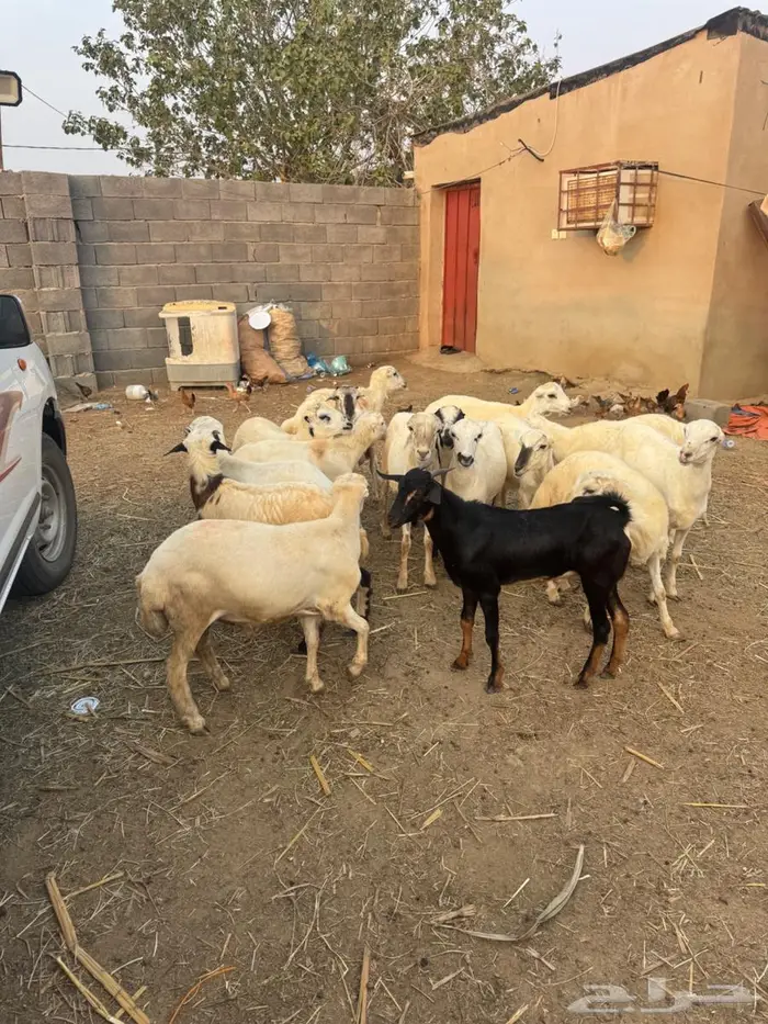 خرفان بلدي ذبايح 8