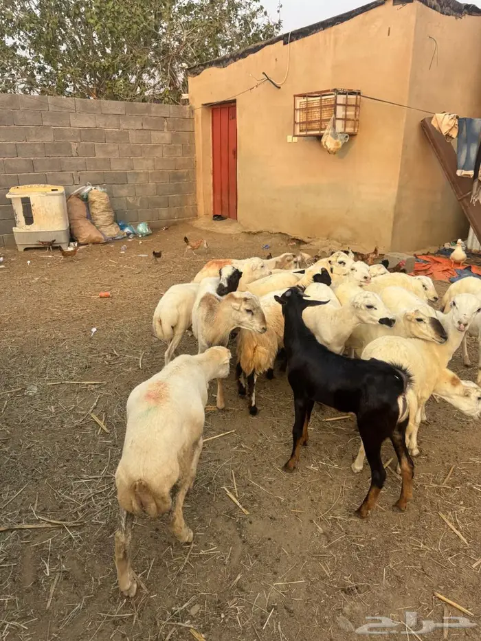 خرفان بلدي ذبايح 9