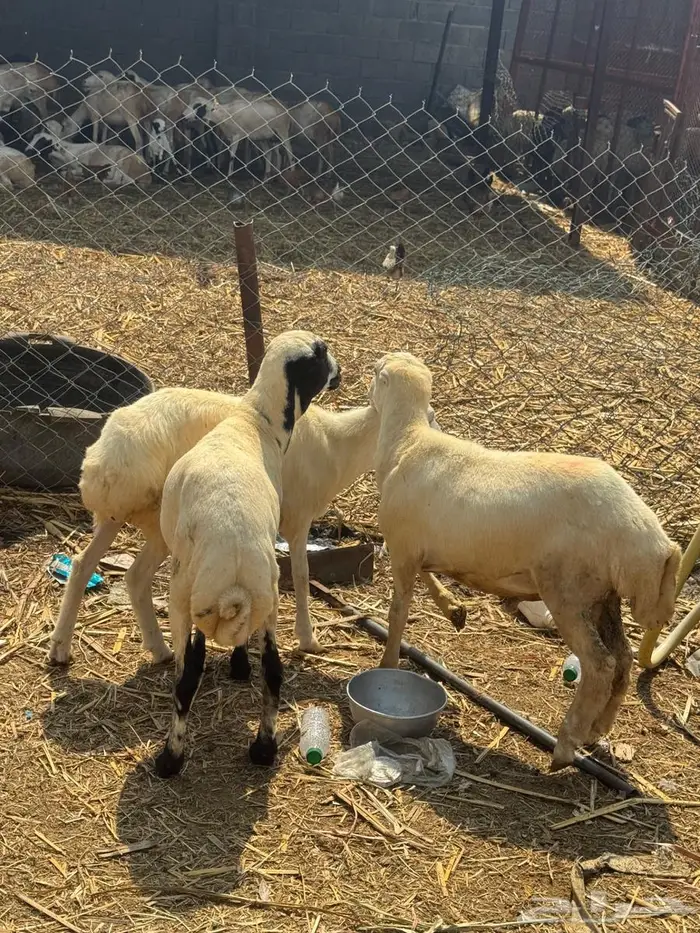 خرفان بلدي ذبايح 6