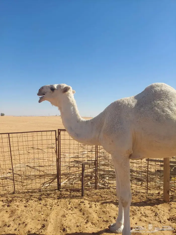 للبيع بكرة وضحاء رمانية 1