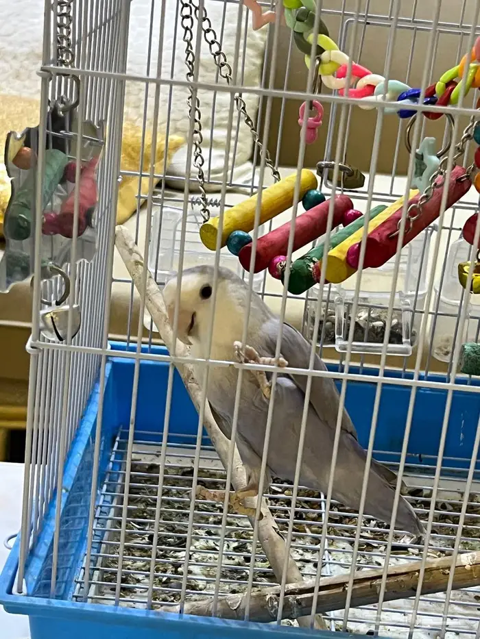 للبيع ببغاء روز انثى 3