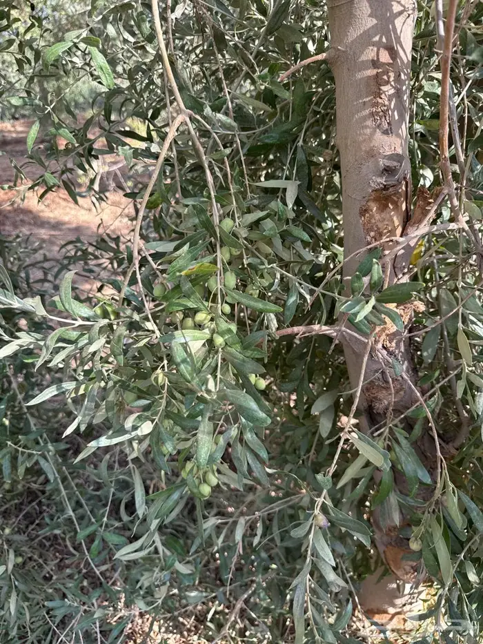 اشجار زيتون 0