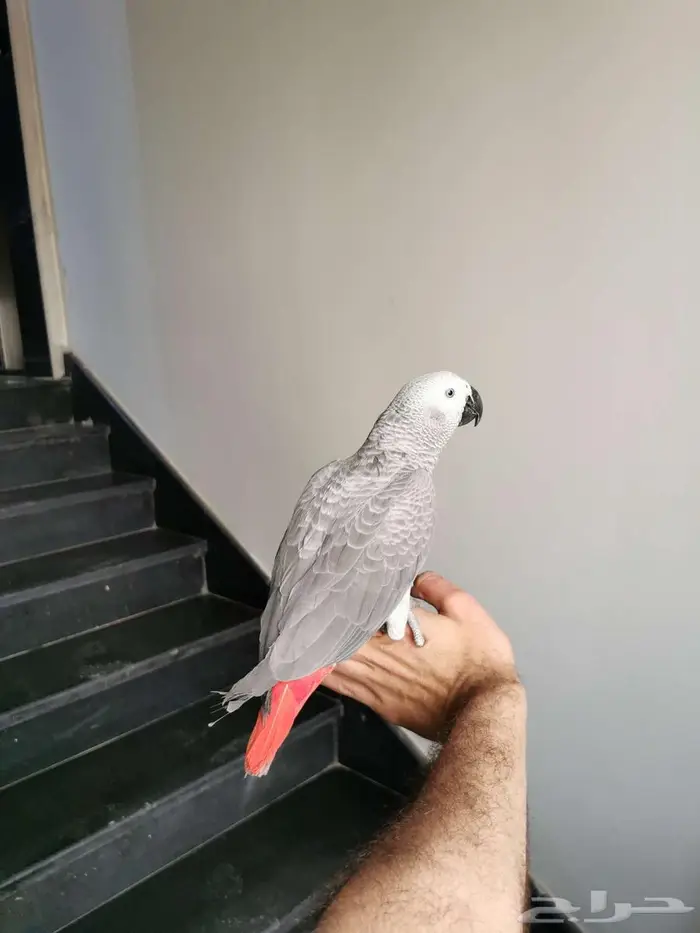 فرخ كاسكو لون فاتح وجرم عملاق 4