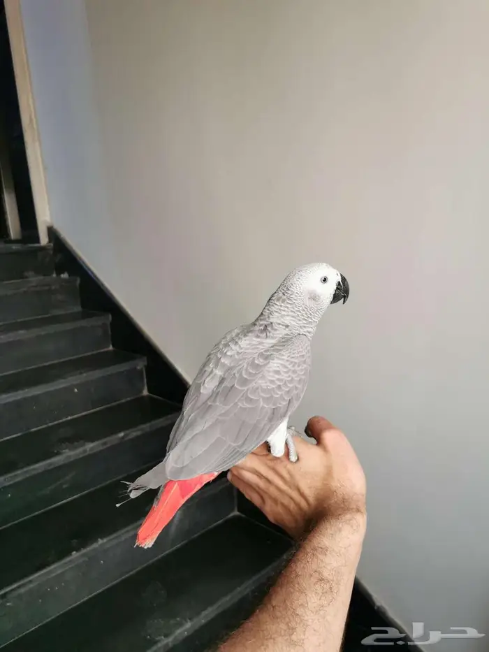 فرخ كاسكو لون فاتح وجرم عملاق 1