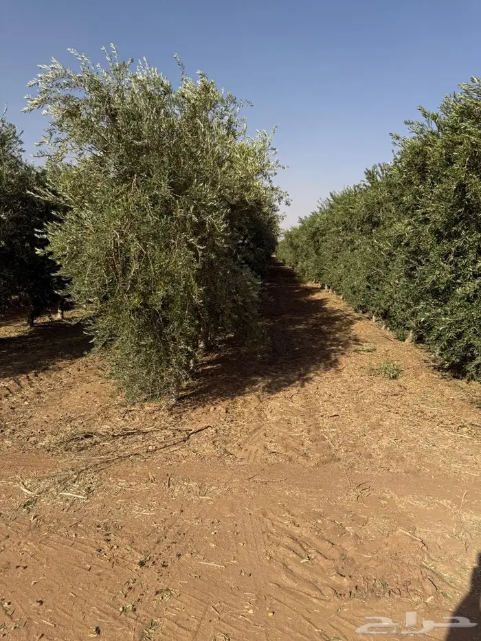 اشجار زيتون 5