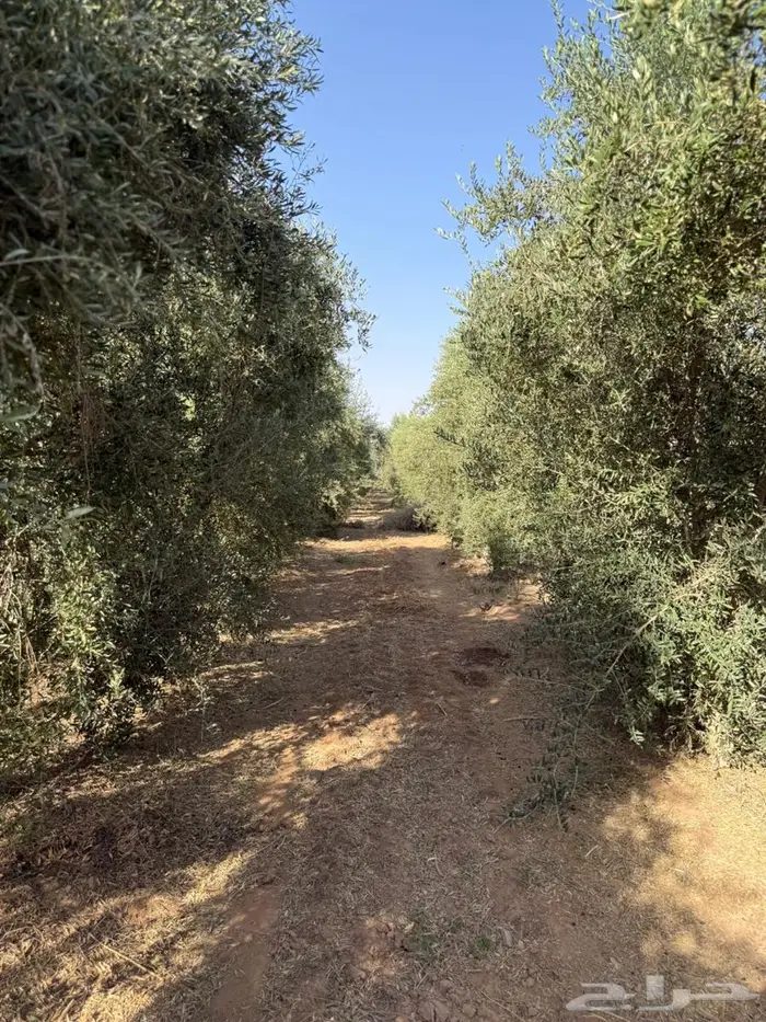 اشجار زيتون 3