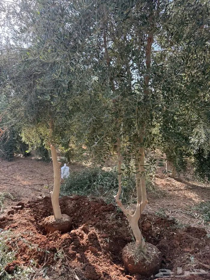 اشجار زيتون 4