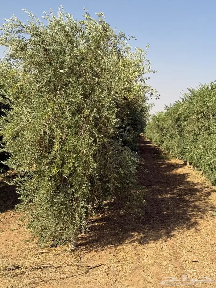 اشجار زيتون 2