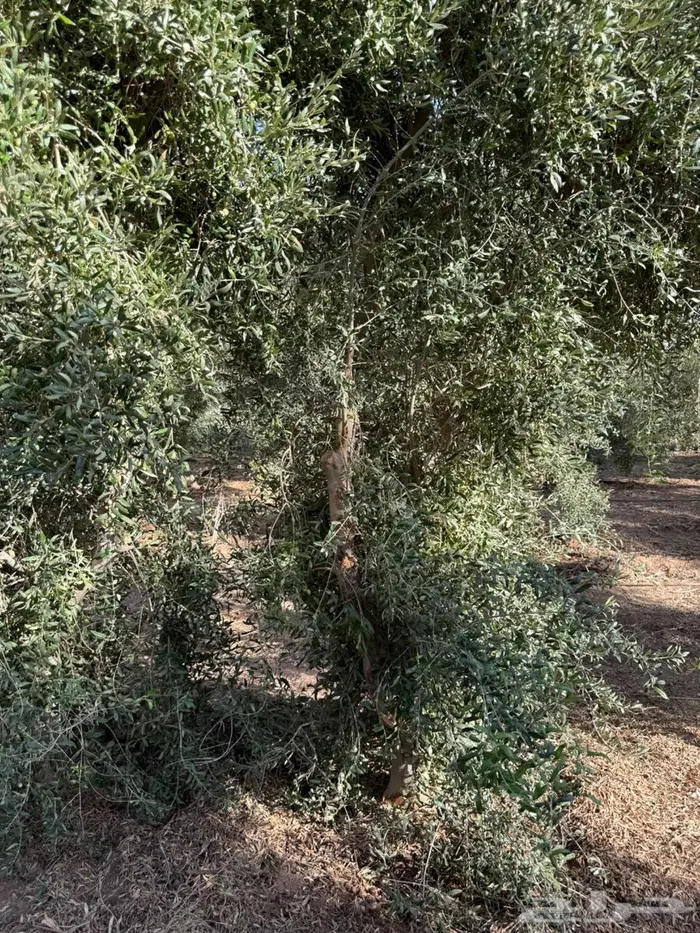 اشجار زيتون 6
