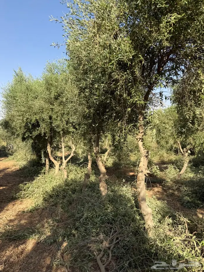 اشجار زيتون 1