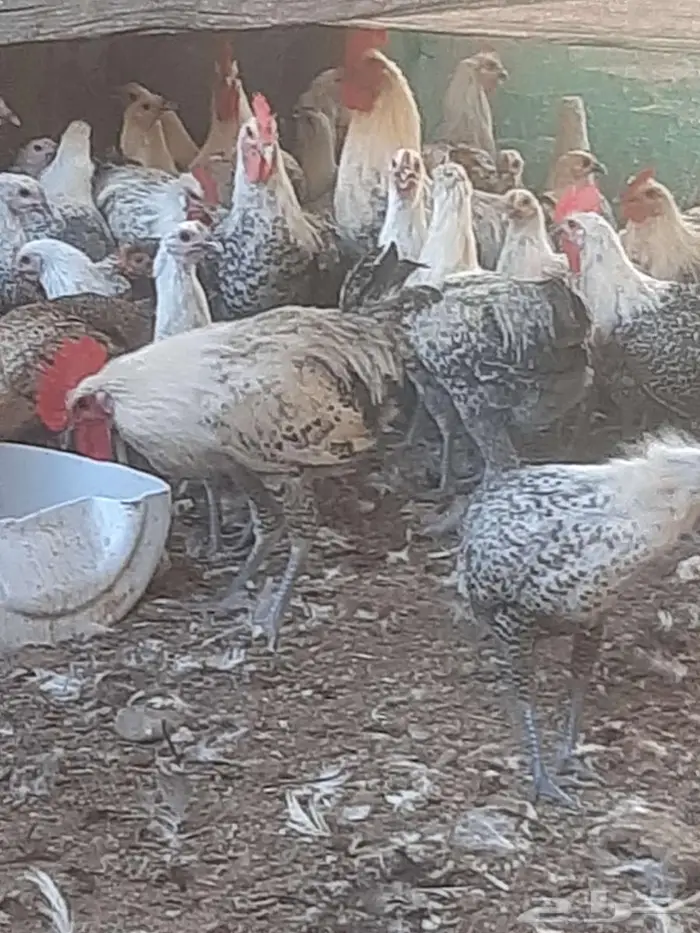 دجاج فيومي 1