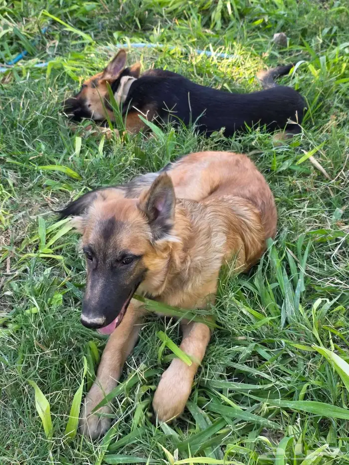 كلاب اليفة حراسة جيرمن مطعمة ومحصنة العمر 5 اشهر 1