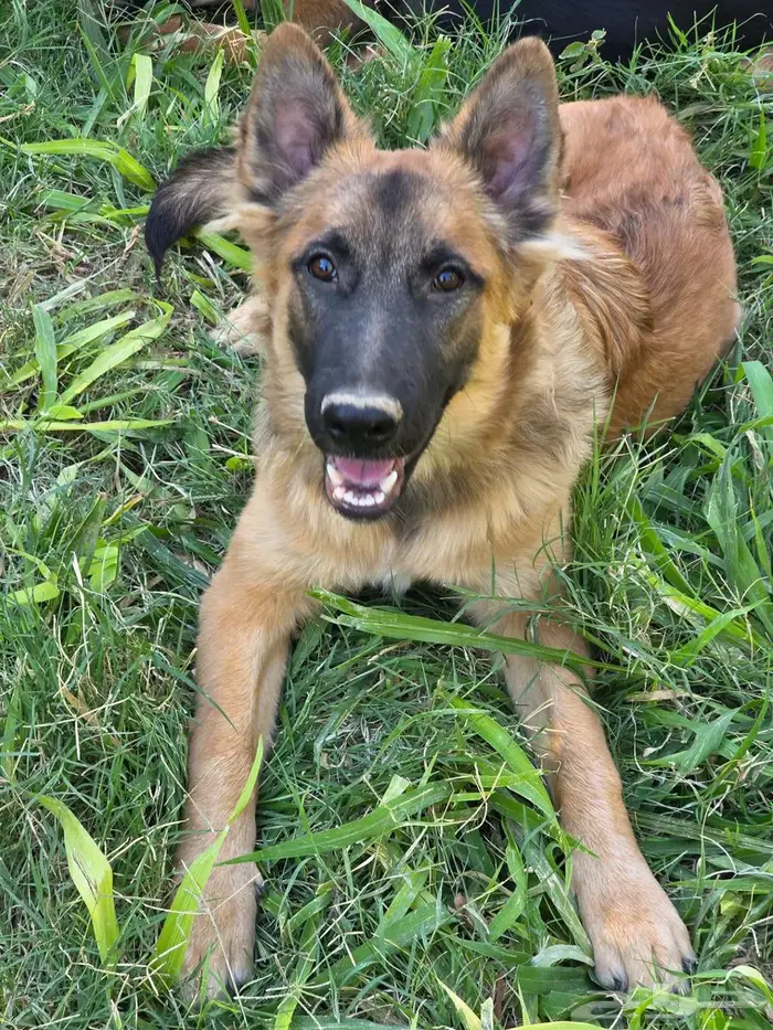 كلاب اليفة حراسة جيرمن مطعمة ومحصنة العمر 5 اشهر 2