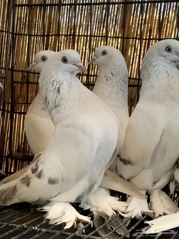 حمام تركي خوارج فواخر 0