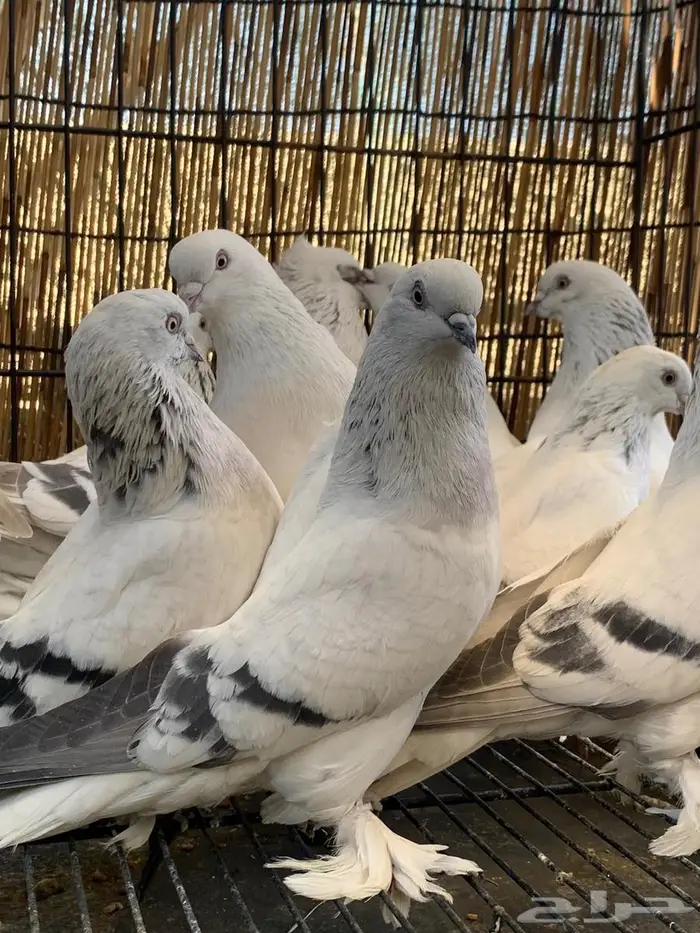 حمام تركي خوارج فواخر 4