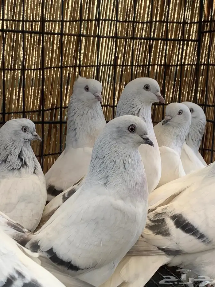 حمام تركي خوارج فواخر 1