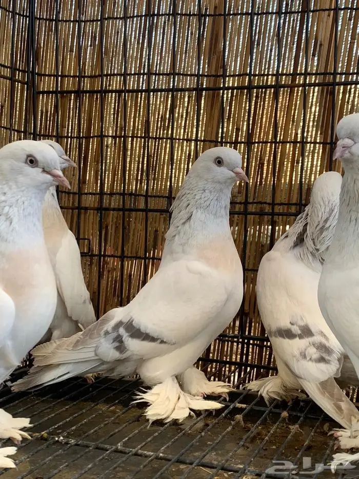 حمام تركي خوارج فواخر 2