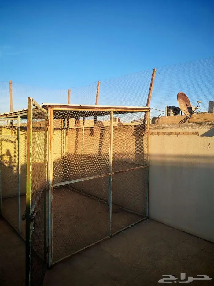 صندقة (عشة حمام) 4