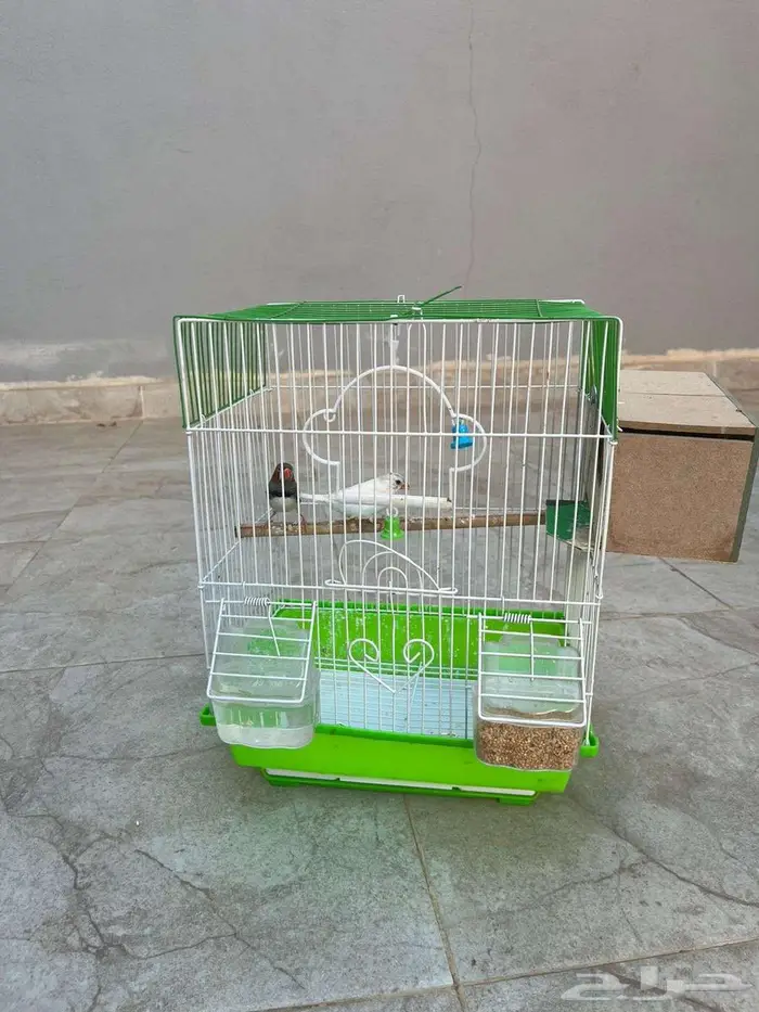 عصافير للبيع 0