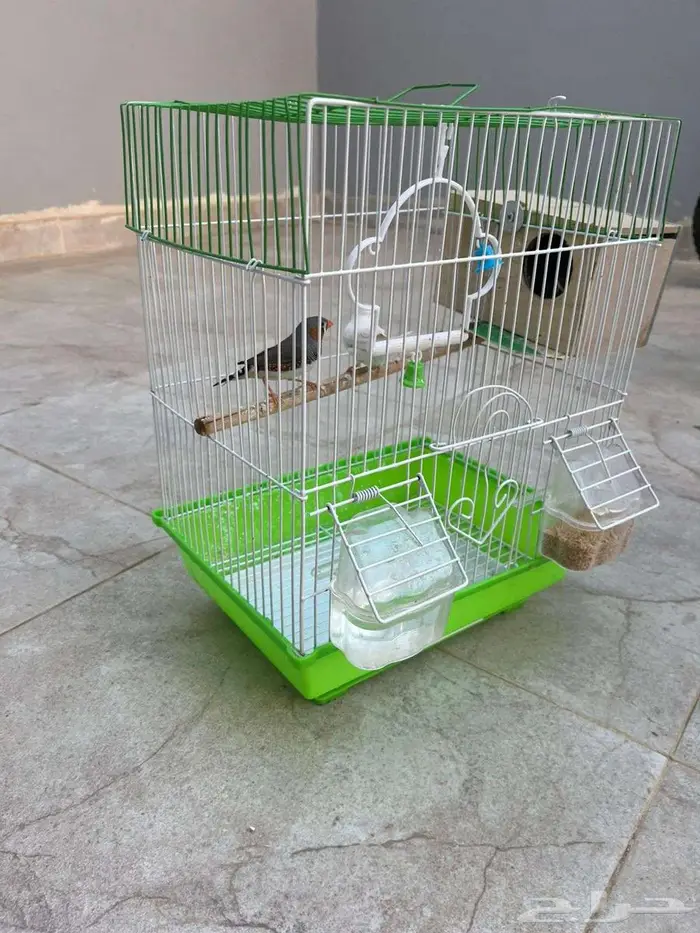 عصافير للبيع 1