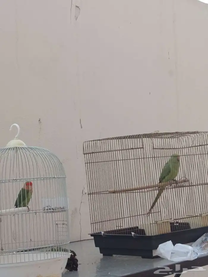 ببغاء الدرة 0