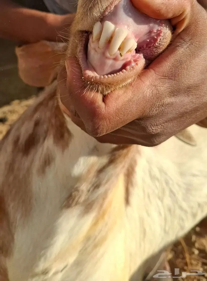 تيس فحل جنوبي 4