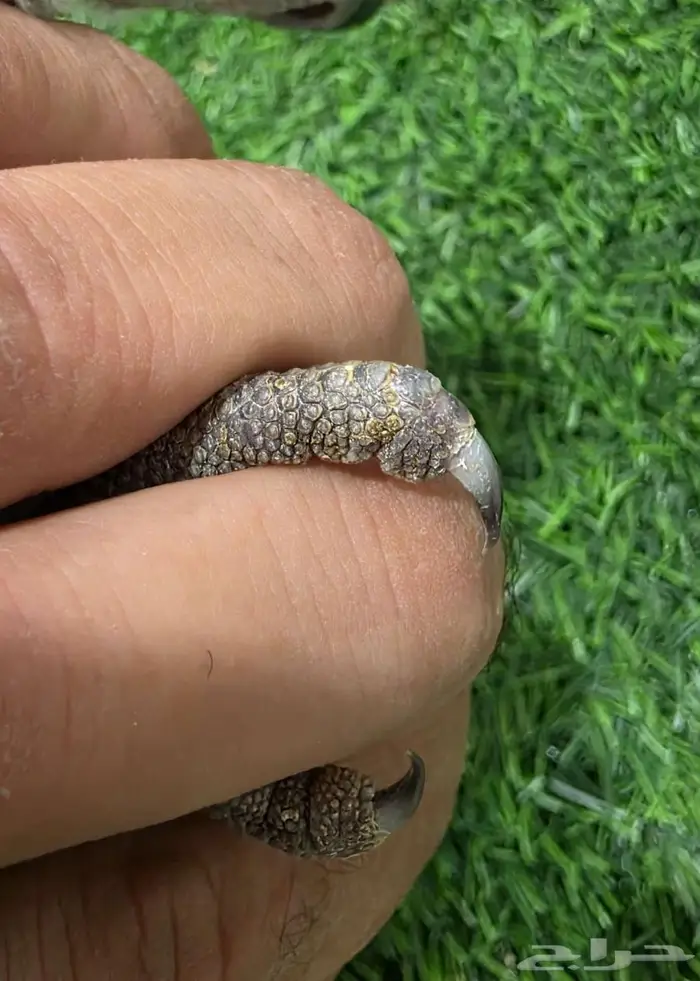 فرخ كاسكو انتاج محلي 1