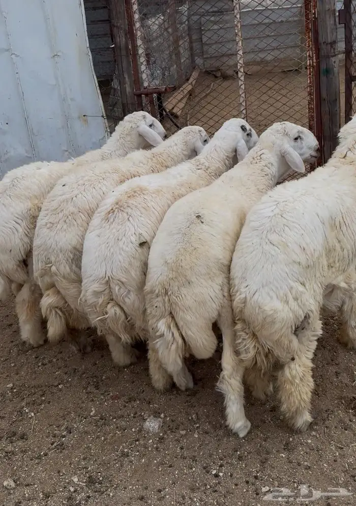 ذبايح طليان حري سواكن مع الذبح والتوصيل 2