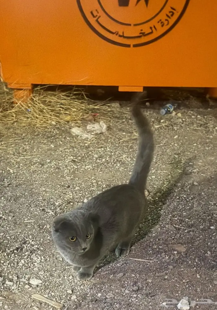 قطوة سكوتش للتبني 2