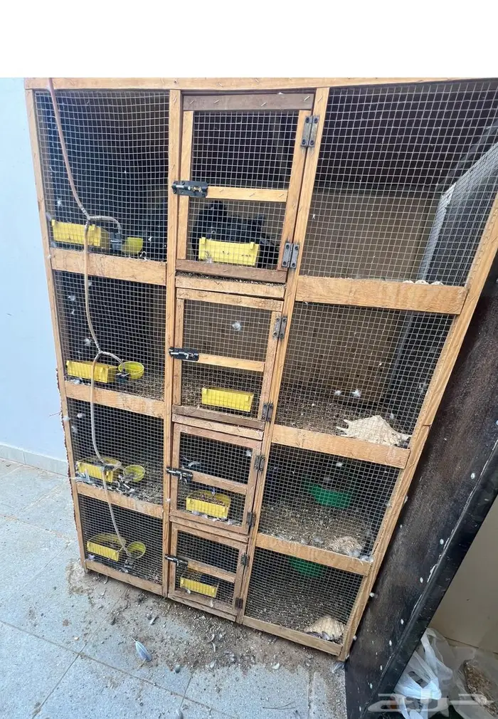 حمام للبيع 4