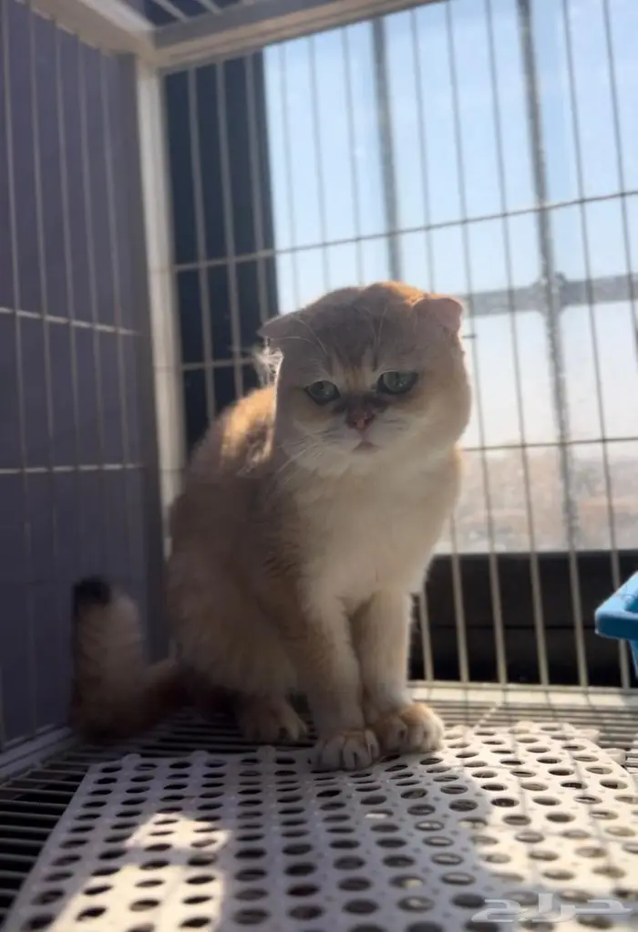 للبيع ذكر سكوتش فولد ny12 3