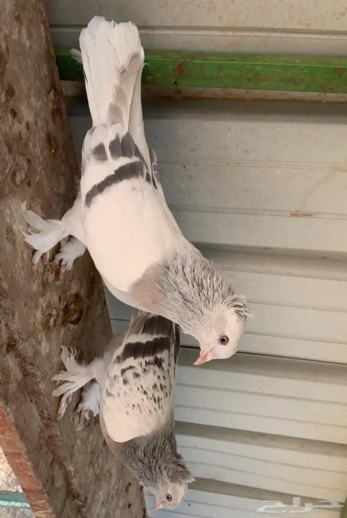 اربع اجواز حمام 2