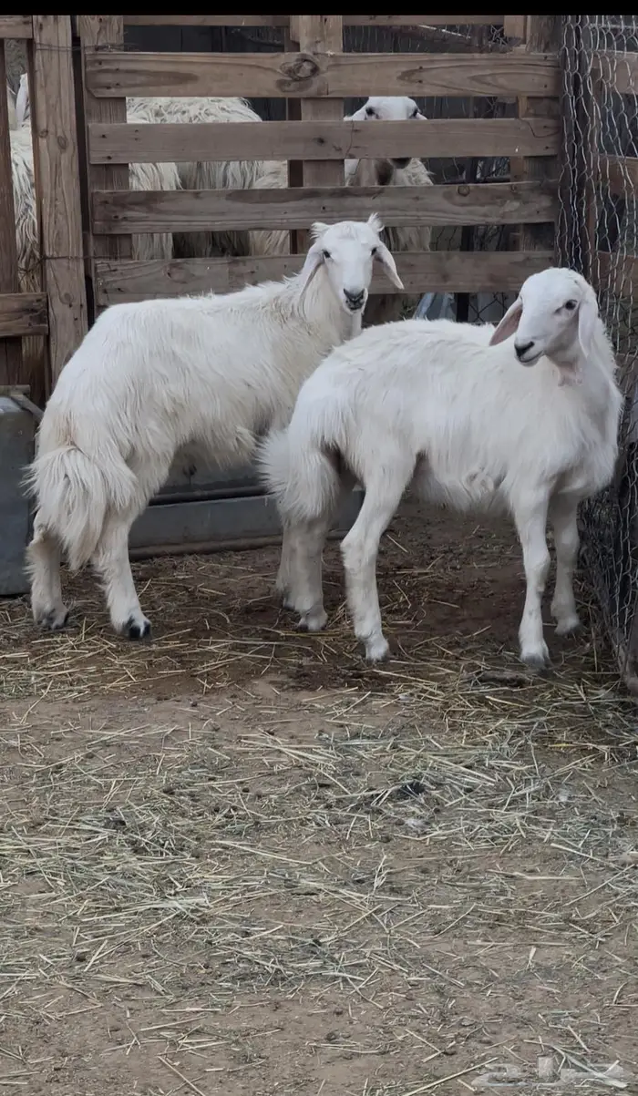 تم البيع خروفين صفر فل الفل مشروطة وتغذية نظيفة 1