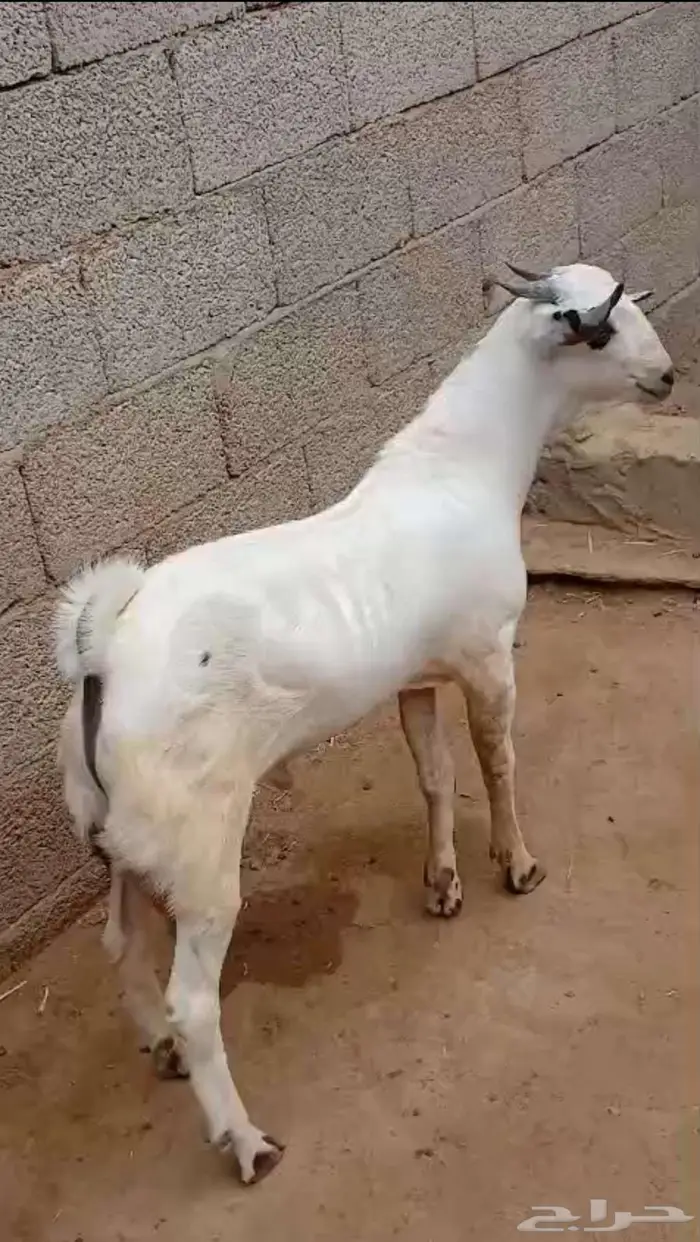 تم البيع تيس بيشي مشروع فحل 0