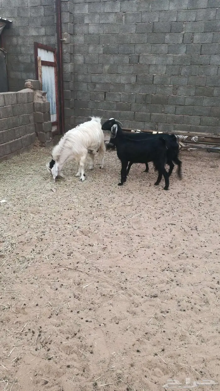 ثنتين معزا مصريات..دفيع مع الفحل 0